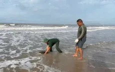 TP Hồ Chí Minh: Rùa biển quý hiếm được cứu hộ và thả về biển