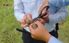 Báo động tình trạng săn bắt chim yến trái phép tại Khánh Hòa