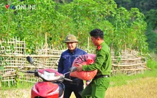 Lai Châu: Cùng nhân dân vùng cao thu hoạch 'mùa vàng'