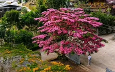 Phố núi chào hè cùng sắc đỏ hoa phượng