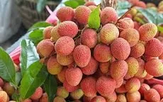 Giá vải thiều tăng gấp 3 - 4 lần