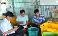 Gắn “hộ chiếu số” cho cua Cà Mau