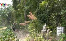 Hơn 880 ha rừng ở Quảng Ngãi có nguy cơ cháy cao do nắng nóng kéo dài