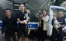 Bắt đường dây trộm mèo liên tỉnh, giải cứu hơn 400 con