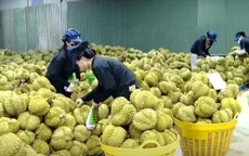 Siết quản lý sầu riêng trước nhiều rủi ro vi phạm

 