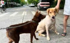 Hành vi nuôi chó không rọ mõm: Vừa thiếu văn minh, vừa vi phạm pháp luật