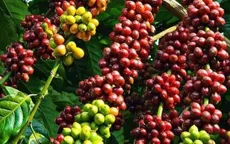 Giá cà phê tăng mạnh