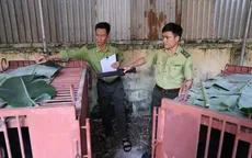 Cứu hộ thành công 2 cá thể gấu ngựa tại Hà Nội