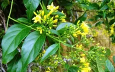 Cứu sống bệnh nhân ngộ độc lá ngón ngừng tim