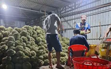 Thương lái "bẻ cọc", hàng nghìn tấn sầu riêng không có đầu ra