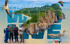Vietnam Wild Live by VTV - Trực tiếp từng hơi thở nguyên sơ của thiên nhiên