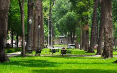Những chiếc "ô xanh" trong thành phố