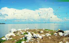 TRỰC TIẾP: Vietnam Wild Live mở màn tại 'thiên đường' chim biển Hòn Trứng - Côn Đảo (12h30, VTVgo)