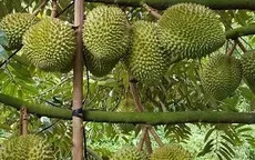 Mã số vùng trồng - “Tấm hộ chiếu” đưa nông sản Việt vươn xa