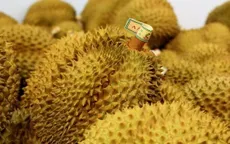 Giá sầu riêng Malaysia giảm mạnh do dư cung