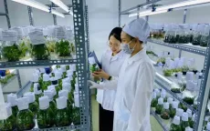Lâm Đồng đẩy mạnh công nghệ cao trong phát triển nông sản