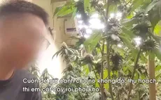 Triệt phá đường dây trồng, chế biến cần sa tại nhà ngay giữa Thủ đô