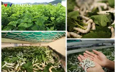Giữ tằm ăn dâu, giữ sợi tơ Việt