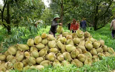 Tăng hậu kiểm, giảm thủ tục trong quản lý mã số vùng trồng