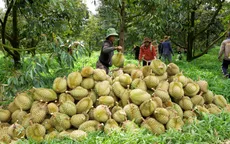 Sắp ban hành nghị quyết tháo gỡ vướng mắc về cấp mã số vùng trồng
