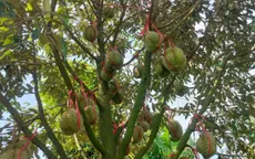 Đắk Lắk tăng cường quản lý toàn chuỗi ngành hàng sầu riêng, bảo vệ thương hiệu xuất khẩu