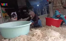 Cơ sở chế biến lông vịt ở xã Ứng Thiên (Hà Nội) gây ô nhiễm, bốc mùi hôi