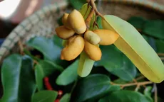 Dú dẻ - Hương vị tuổi thơ miền duyên hải