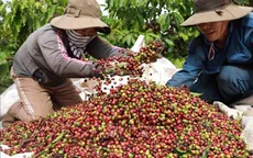 Cà phê lên gần 98.000 đồng/kg
