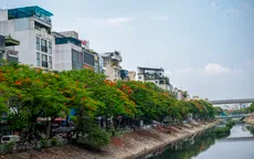 Cuộc đua tìm kiếm "siêu cây" chống đảo nhiệt đô thị
