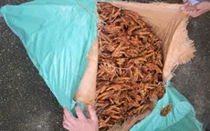 Phát hiện xe tải vận chuyển 2.600 kg chân gà chế biến không rõ nguồn gốc