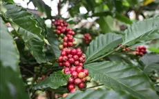 Giá cà phê đồng loạt tăng