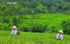 Phú Thọ: Khẳng định giá trị thương hiệu cây chè Đất tổ