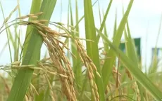 Gạo giữ nhịp xuất khẩu, lúa giữ giá tại ruộng