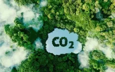 Phân quyền địa phương trong quản lý tín chỉ carbon