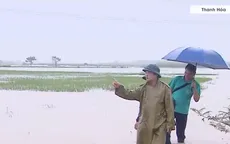 Mưa lớn gây ngập hàng trăm hecta lúa và rau màu ở Thanh Hóa