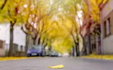 Đón mùa thu từ những điều nhỏ bé