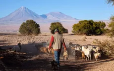 Coyo - Một nhịp sống khác giữa sa mạc Atacama
