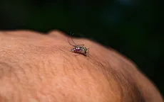 Italy: Gia tăng số ca tử vong do dịch virus Tây sông Nile