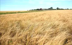 Giá lúa mì lên cao nhất 3 năm