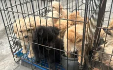 Cảnh giác thủ đoạn lừa đảo mua bán vật nuôi, thú cưng nhằm chiếm đoạt tiền
