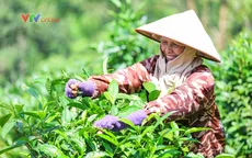 Tuyên Quang: Từ cây chè Hồng Thái đến những gian hàng trên môi trường số