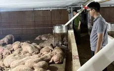 Phú Thọ: Phát hiện xe chở 102 con lợn dương tính với virus gây bệnh tai xanh