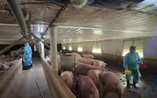 Lỗ hổng để thịt lợn nhiễm chất cấm ra thị trường