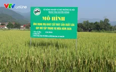 Hà Nội đẩy mạnh ứng dụng mạ khay, cấy máy, nâng cao hiệu quả sản xuất lúa