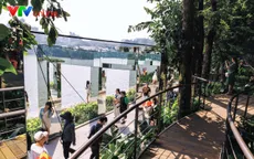 Mỗi tuyến phố Hà Nội sẽ có một loài cây chủ đạo làm yếu tố nhận diện cảnh quan