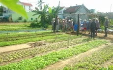 Làng nghề truyền thống Đà Nẵng hút khách quốc tế