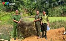 Quyết liệt ngăn chặn nạn “tận diệt” chim trời