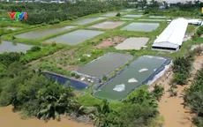 Trại lợn ở Cà Mau bốc mùi, người dân lo nguồn nước ô nhiễm