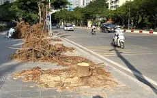 Hà Nội di dời cây xanh để xây hầm chui thứ 8