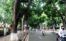 Hà Nội ban hành danh mục 18 loài cây cấm trồng nơi công cộng